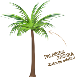 Palmeira Jussara